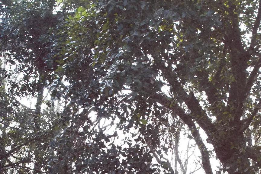Into the Woods